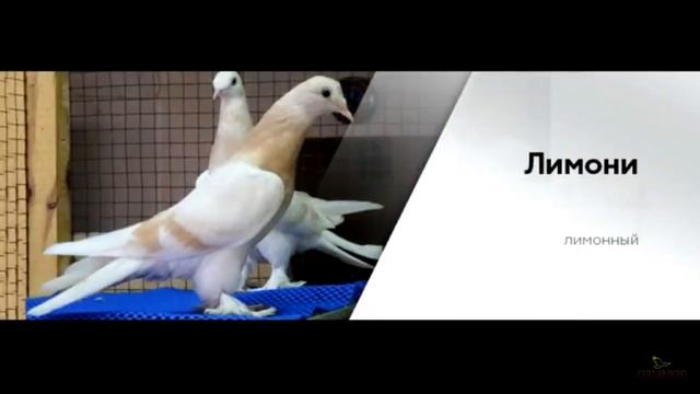 Голуби такла масти смотреть онлайн