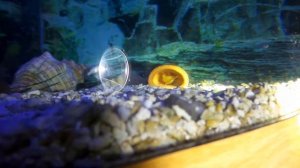 Жёлтые Сомики Анциструс Аквариум