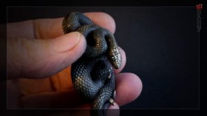 Netsuke - Нэцкэ. О. Саломакин 2023 г. "Скарапея" Кость - бивень мамонта, перламутр, бирюза.