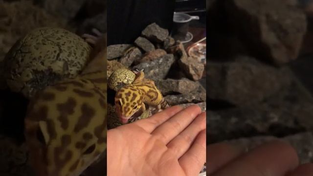 Мой геккон ? Геккоша! Ящерица Ящер Gekon Gekko Динозавр Рептилия Змея В Мире животных смотреть онлайн