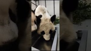 Малышка Панда уЧиться Пить Воду МосковсКий зооПарк🐼👀😍🔥Baby Panda Moscow zoo🐼👀😍🔥