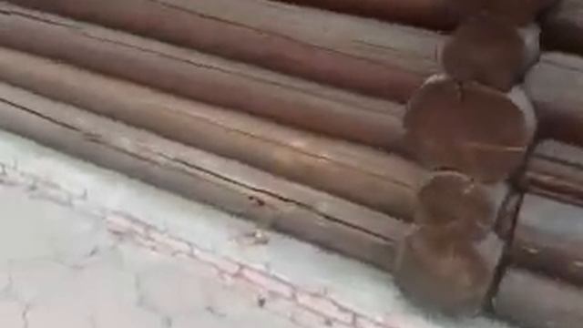 Гнилые венцы дома