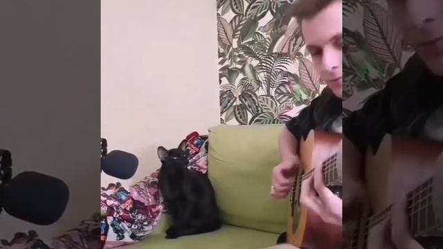 Кошачий блюз ?? смотреть онлайн