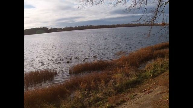 Рига. Променада вдоль Даугавы. Лебеди. Заброшенная фабрика.