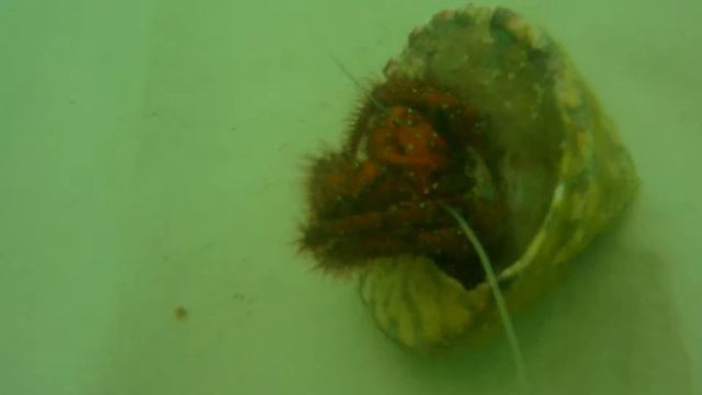 Crab in a shell moving on sea bottom. Ko Phangan snorkeling смотреть онлайн