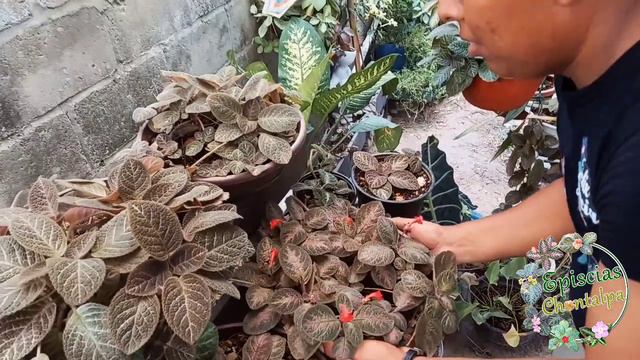 Jardín de Episcias смотреть онлайн