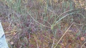 За клюквой на вездеходе РОСТИН