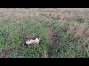 нута крута)