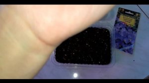 Карпатский колокольчик. Посев.