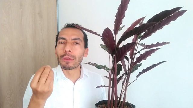 CALATHEA RUFIBARBA. Cuidados esenciales смотреть онлайн