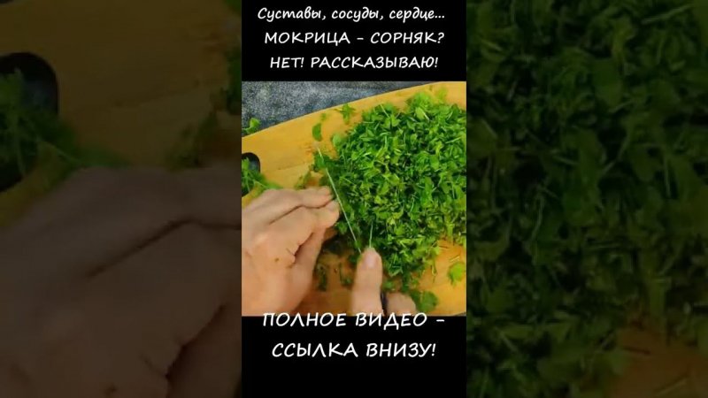 Мокрица Звездчатка Супер Растение Для Здоровья, Красоты и Долголетия Что Лечит Трава МОКРИЦА #SHORTS