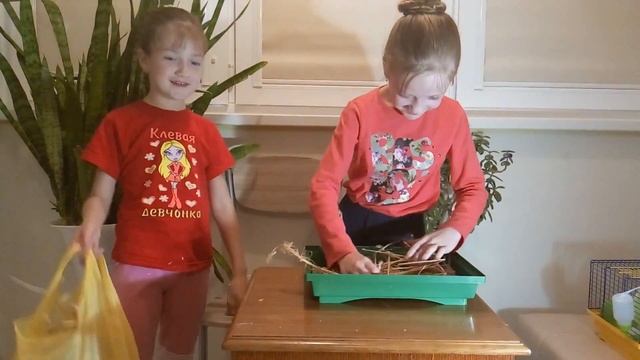 Уборка клетки хомячка Хомяки Как убирать в клетке у хомяка Уход за хомяком Домашние животные