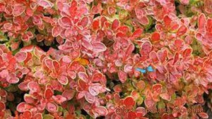 Барбарис тунберга Коралл (berberis thunbergii) ? Коралл обзор: как сажать, саженцы барбариса Коралл
