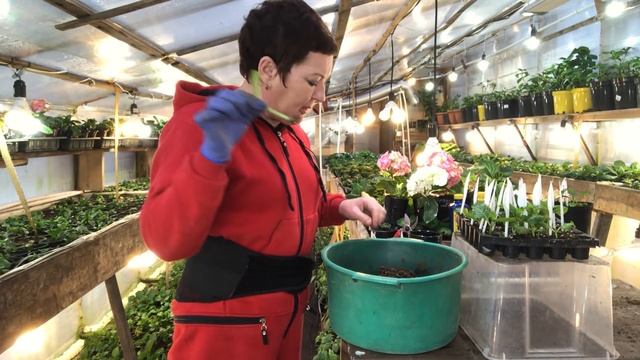 Отличие ящичков от кассет. Посадка черенков, адаптация важна. 26.02 смотреть онлайн