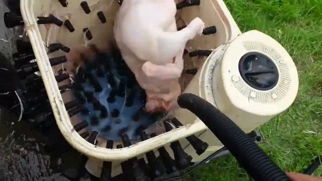 Перосъемная машина своими руками. DIY feathering machine.