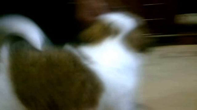 Щенок ши тцу смотреть онлайн