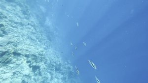 Красное море. Египет.