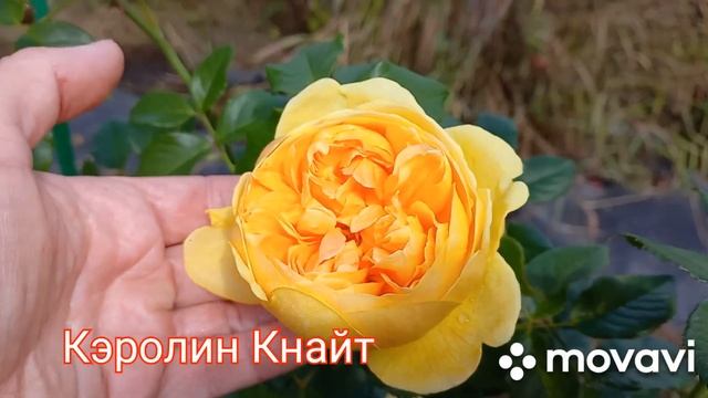 Розы Девида Остина. Июль 2022 г. Тверская область. смотреть онлайн