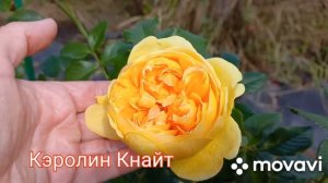 Розы Девида Остина. Июль 2022 г. Тверская область.
