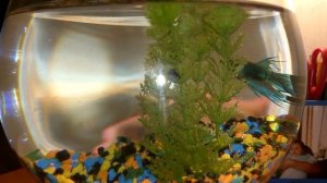 Рыбка Петушок и уход за ней в 1 дни | как назвать это ЧУДО?!