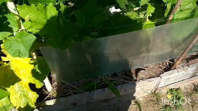 Кабачок.мульча.холодное лето.