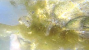 Корнеротик