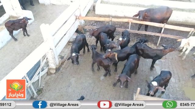 Breed Buffalo Bull | Sahi Cattle Farm | Modern Buffalo Dairy Farm | Nili Breed Buffalo in pakistan смотреть онлайн