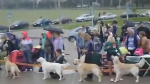 Республиканская выставка ретриверов, г. Могилев смотреть онлайн