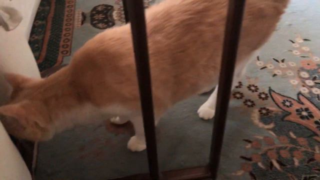 Henry cat likes to lie on a carpet. Кот Генри любит лежать на ковре. смотреть онлайн