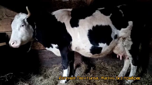 Что же будет, если не кормить/Пополнение в хозяйстве
#ЕвгенияЛеонтьева #ЖизньБезПрикрас