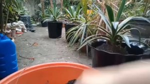 Repotting of Agave #3 (a baby turns into a teenager)