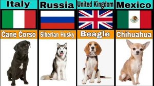 Собаки Из Разных Стран | Породы Собак Из Разных Стран |Dogs From Different Countries