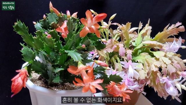 새로운 꽃색이 피는 게발 선인장 만들어요, 독특한 두 가재발 선인장의 짝을 맺어주면 어떤 선인장이 나올까요, Zygocactus truncatus смотреть онлайн