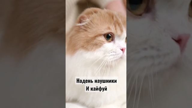 Кот и АСМР