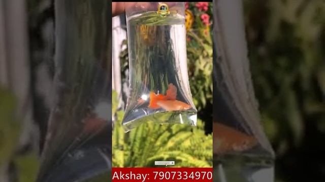 ? Albino full red cauli dorsal guppy  | New launch in the market | guppy farm in Thalassery #shorts