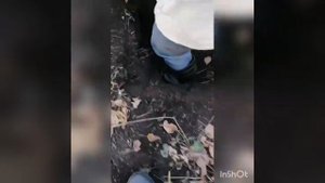 Охота на барсука