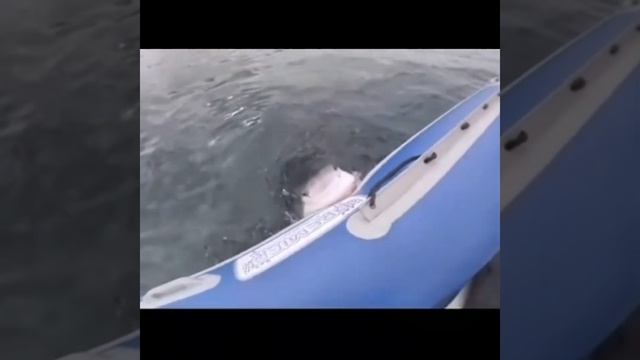 АКУЛА ПРОГРЫЗЛА ЛОДКУ? смотреть онлайн