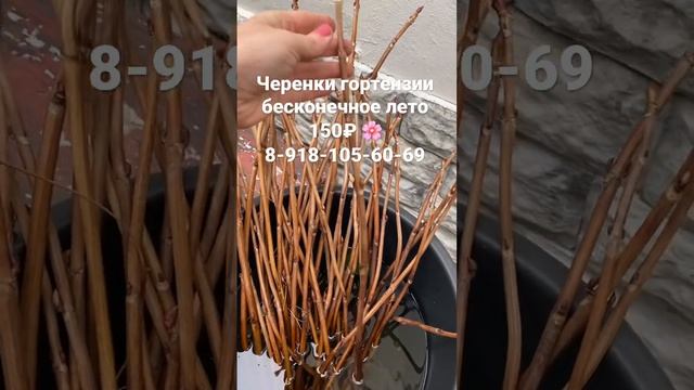 Черенки эндлесс саммер 150₽.. #гортензии #гортензия #саженцыгортензии #гортензиякрупнолистная