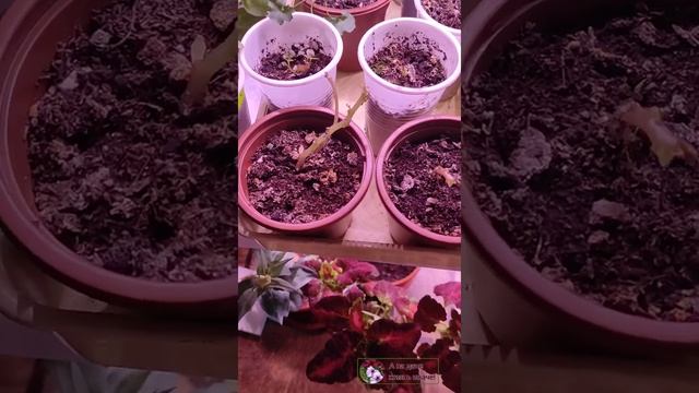 27 марта. Похвастушки. Гацания и эустома все еще цветет. смотреть онлайн