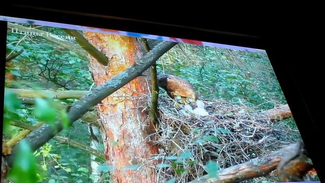 Антон Барановский, Использование видеосъемки для изучения гнездового поведения птиц, часть-2 смотреть онлайн