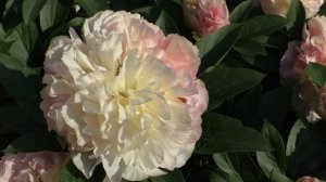 пион Lois Choice