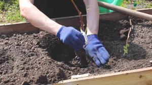 Особенности посадки малины