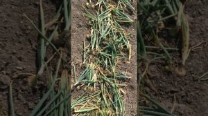 Как вырастить репчатый лук