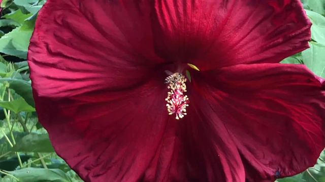 Сюжет №4. Об очаровательных гибискусах... смотреть онлайн