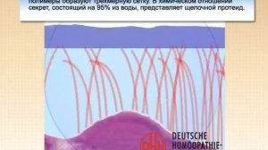 Строение и Роль Слизистой носа в норме и при патологии