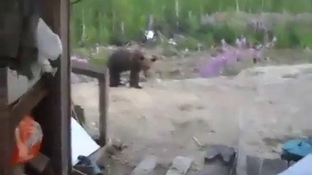 Против медведицы с медвежатами не попрёшь смотреть онлайн