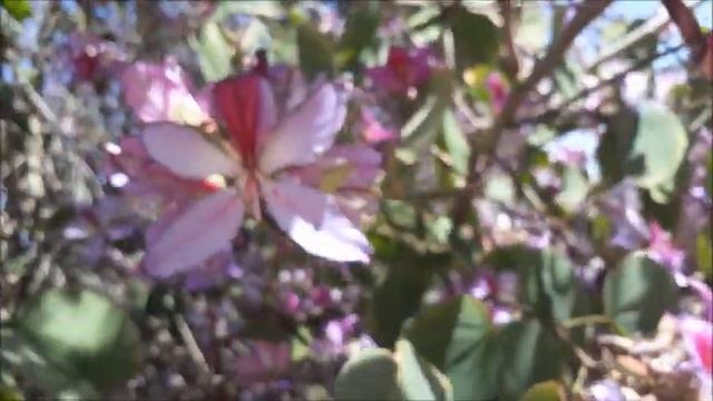 #Баухиния,#орхидейное #дерево в #Ашдоде.#Израиль.#orchid #tree.#Israel. смотреть онлайн