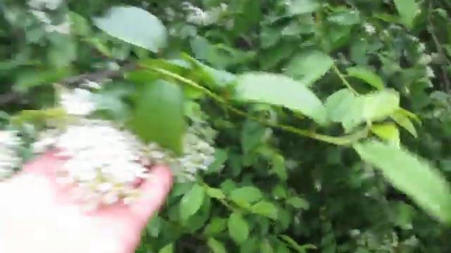 Черемуха в лесу около дома..