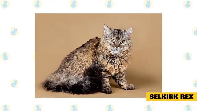 Best Cat Breeds for Allergy Sufferers смотреть онлайн