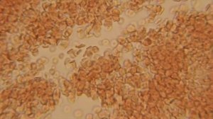 рыбаки нашли то что у Учёных волосы встали дыбом